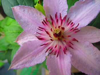 クレマチス ピンクシフォン 15 By ますとら クレマチス 四季咲き の栽培記録 育て方 そだレポ みんなの趣味の園芸