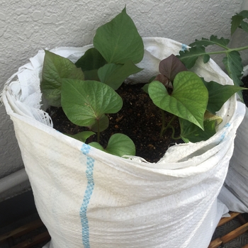 土嚢袋で安納芋を育てる By ヨーコ サツマイモの栽培記録 育て方 そだレポ みんなの趣味の園芸