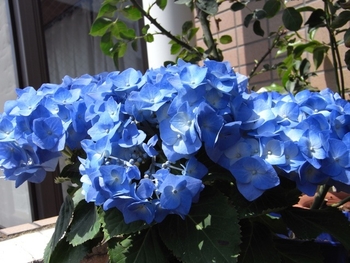 青のアジサイ By Angelangel アジサイ ハイドランジア の栽培記録 育て方 そだレポ みんなの趣味の園芸