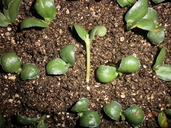 岩澤信夫さんの枝豆栽培法の真似 By 春ちゃん エダマメ 枝豆 の栽培記録 育て方 そだレポ みんなの趣味の園芸