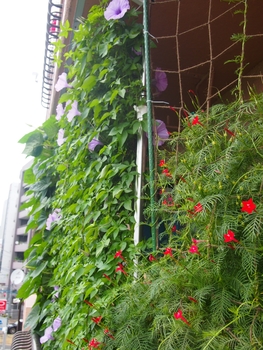 初グリーンカーテンは朝顔と夕顔 By Shizuka 緑のカーテン グリーンカーテン の栽培記録 育て方 そだレポ みんなの趣味の園芸