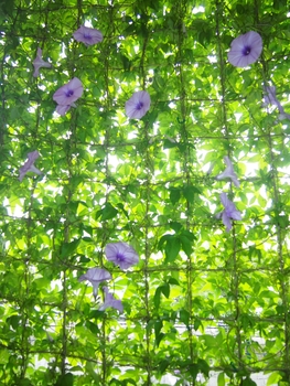 初グリーンカーテンは朝顔と夕顔 By Shizuka 緑のカーテン グリーンカーテン の栽培記録 育て方 そだレポ みんなの趣味の園芸