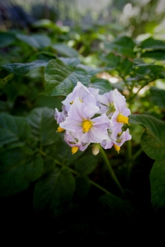 キタアカリの花 By あかりんこ ジャガイモの栽培記録 育て方 そだレポ みんなの趣味の園芸