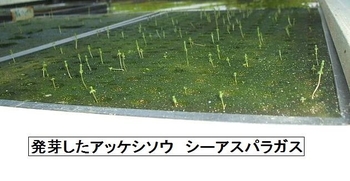 アッケシソウ の 発芽率を上げる By ミントバジル アッケシソウ シーアスパラガス の栽培記録 育て方 そだレポ みんなの趣味の園芸