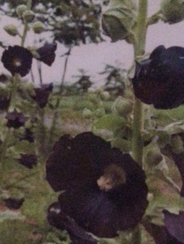 クロタチアオイを種から育ててみよう By ちいこ ホリホックの栽培記録 育て方 そだレポ みんなの趣味の園芸