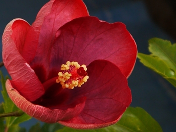 ハイビスカス 花言葉 繊細な美 By ペーパームーン ハイビスカスの栽培記録 育て方 そだレポ みんなの趣味の園芸