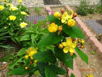 黄色い花 赤い実が綺麗な花木です By あけマサ ビヨウヤナギの栽培記録 育て方 そだレポ みんなの趣味の園芸