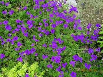 庭に紫のカーペットを By あけマサ そだレポ みんなの趣味の園芸
