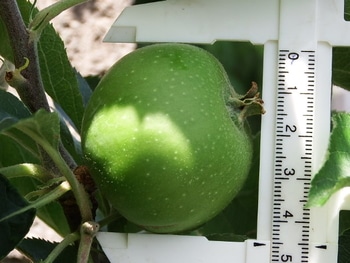 ブラムリーアップルの収穫を気長に楽しむ By ともさく リンゴの栽培記録 育て方 そだレポ みんなの趣味の園芸