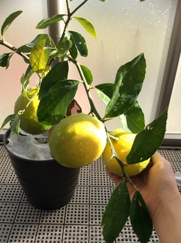 マイヤーレモンの栽培 By Shorty そだレポ みんなの趣味の園芸