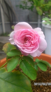 ジャスミーナ 小さな貴婦人15 By 遠州隼 バラ つるバラ の栽培記録 育て方 そだレポ みんなの趣味の園芸