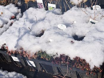 冬の野ざらし多肉実験２ By Saita セダムの栽培記録 育て方 そだレポ みんなの趣味の園芸