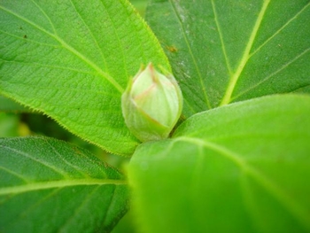 玉アジサイの蕾いつ咲くでしょう By よっこら アジサイ ハイドランジア の栽培記録 育て方 そだレポ みんなの趣味の園芸
