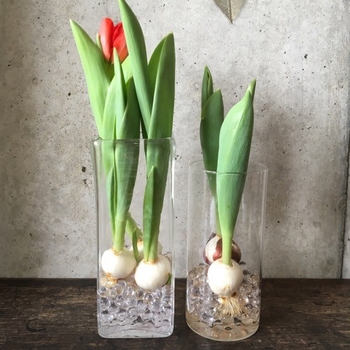 花瓶でチューリップの水栽培 By 鳩田ぽー チューリップの栽培記録 育て方 そだレポ みんなの趣味の園芸