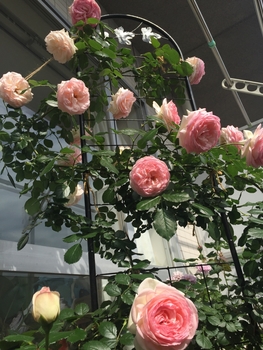 ピンクがかわいいピエールドゥロンサール By アキー バラ つるバラ の栽培記録 育て方 そだレポ みんなの趣味の園芸
