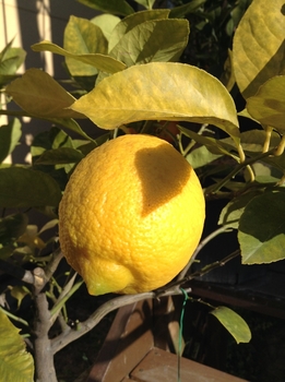 レモン リスボン ２０１６ By 銀 レモン類の栽培記録 育て方 そだレポ みんなの趣味の園芸