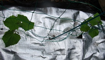 はじめての秋キュウリ By とまベリ116 キュウリの栽培記録 育て方 そだレポ みんなの趣味の園芸