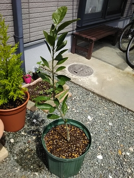みかんの鉢植え By Yotsuba ミカン類の栽培記録 育て方 そだレポ みんなの趣味の園芸