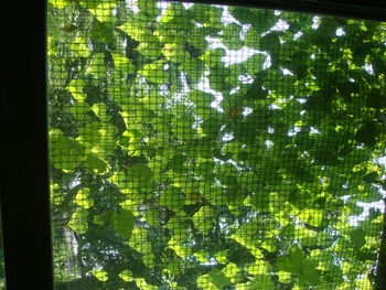 アサガオの緑のカーテン その２ By Rider1 緑のカーテン グリーンカーテン の栽培記録 育て方 そだレポ みんなの趣味の園芸