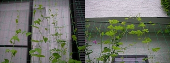 いろいろグリーンカーテン16 By Tomoko81 緑のカーテン グリーンカーテン の栽培記録 育て方 そだレポ みんなの趣味の園芸