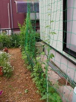 いろいろグリーンカーテン16 By Tomoko81 緑のカーテン グリーンカーテン の栽培記録 育て方 そだレポ みんなの趣味の園芸