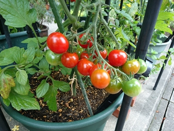 ２０１６目指せ トマト多収穫 By あづき トマトの栽培記録 育て方 そだレポ みんなの趣味の園芸