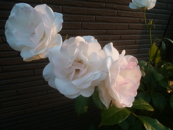 気まぐれつるアイスバーグ By こたりゅう バラ つるバラ の栽培記録 育て方 そだレポ みんなの趣味の園芸