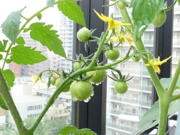 実から育てるミニトマト By ベランダガーデナー トマトの栽培記録 育て方 そだレポ みんなの趣味の園芸