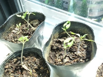 実から育てるミニトマト By ベランダガーデナー トマトの栽培記録 育て方 そだレポ みんなの趣味の園芸