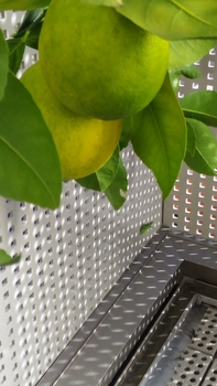マイヤーレモンの栽培 By Shorty レモン類の栽培記録 育て方 そだレポ みんなの趣味の園芸