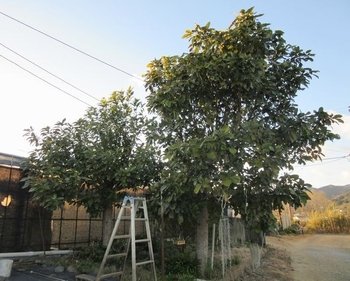 アボカドの実の生長 By ジェナス アボカドの栽培記録 育て方 そだレポ みんなの趣味の園芸