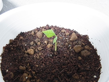 種からポポーを育ててみる 鉢植え By ぴっぴぃ そだレポ みんなの趣味の園芸