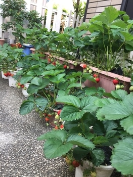 来年もたくさんイチゴができるでしょうか By Syun イチゴの栽培記録 育て方 そだレポ みんなの趣味の園芸