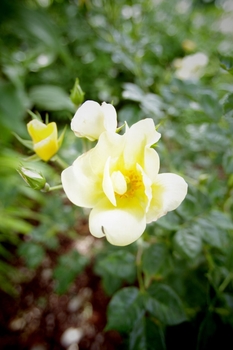 おすすめのバラ By あかりんこ バラ シュラブ ローズ の栽培記録 育て方 そだレポ みんなの趣味の園芸