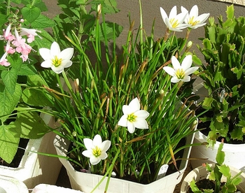 白く浮かぶ花 タマスダレ By 早咲 ゼフィランサスの栽培記録 育て方 そだレポ みんなの趣味の園芸
