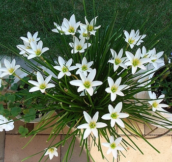 白く浮かぶ花 タマスダレ By 早咲 ゼフィランサスの栽培記録 育て方 そだレポ みんなの趣味の園芸
