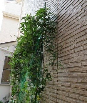 我が家の緑のカーテン トケイソウ By Kerorin トケイソウの仲間の栽培記録 育て方 そだレポ みんなの趣味の園芸