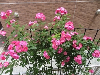 アンジェラ毎年きれいに咲いてね By Kerorin バラ つるバラ の栽培記録 育て方 そだレポ みんなの趣味の園芸