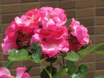 アンジェラ毎年きれいに咲いてね By Kerorin そだレポ みんなの趣味の園芸