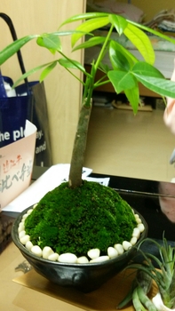 苔盆栽作り By ｓａｓａｎｔａ コケ類の栽培記録 育て方 そだレポ みんなの趣味の園芸