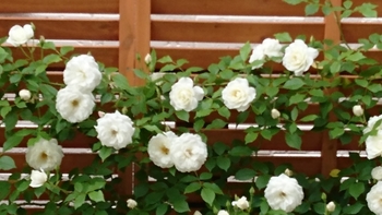 新苗アイスバーグ鉢栽培記2 By りりんご バラ つるバラ の栽培記録 育て方 そだレポ みんなの趣味の園芸