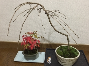 イトザクラの盆栽 いつまで育つか な By Sakurasou サクラの栽培記録 育て方 そだレポ みんなの趣味の園芸