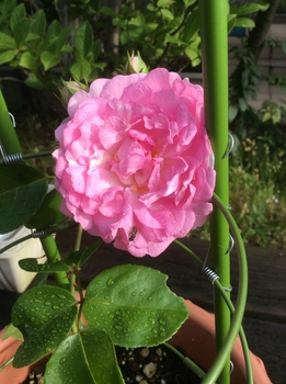 花咲け ホームアンドガーデン17 By 遠州隼 バラ つるバラ の栽培記録 育て方 そだレポ みんなの趣味の園芸