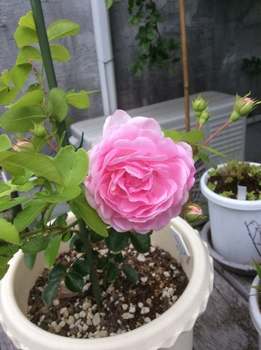 ジャスミーナ 小さな貴婦人17 By 遠州隼 バラ つるバラ の栽培記録 育て方 そだレポ みんなの趣味の園芸