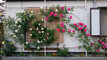 憧れのつるバラたち By よしの バラ つるバラ の栽培記録 育て方 そだレポ みんなの趣味の園芸