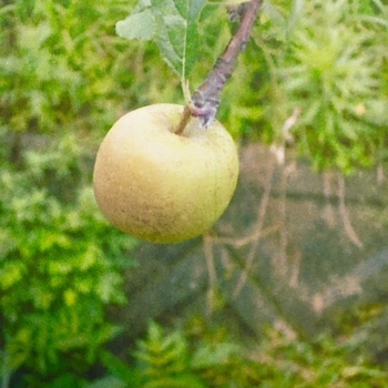 リンゴの種を植えてみました ２ By 夏の海 リンゴの栽培記録 育て方 そだレポ みんなの趣味の園芸