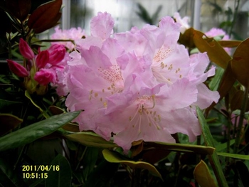 筑紫シャクナゲの挿し木繁殖11年 By Tenmanky シャクナゲの栽培記録 育て方 そだレポ みんなの趣味の園芸