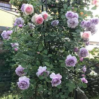 バラの王様ピエールドゥロンサール By 七色 バラ つるバラ の栽培記録 育て方 そだレポ みんなの趣味の園芸