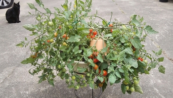 ずぼら人間専用ミニトマト By れんげのはな トマトの栽培記録 育て方 そだレポ みんなの趣味の園芸