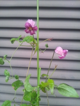 ヴィオルナ成長日記　種から開花まで 初花！咲きました